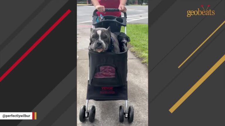 Shy Dog Waits On Shelter Euthanasia List Until A Florida Woman Notices Something Unusual In His Profile