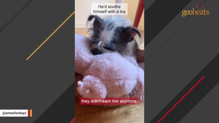 Abandoned New York Dog Thinks Every Walk Might Take Him Back Home, Leaving His Foster Family Heartbroken