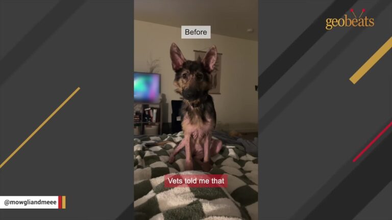Utah Dog Left Tied Outside A Shelter Faces A Medical Mystery No One Can Seem To Solve