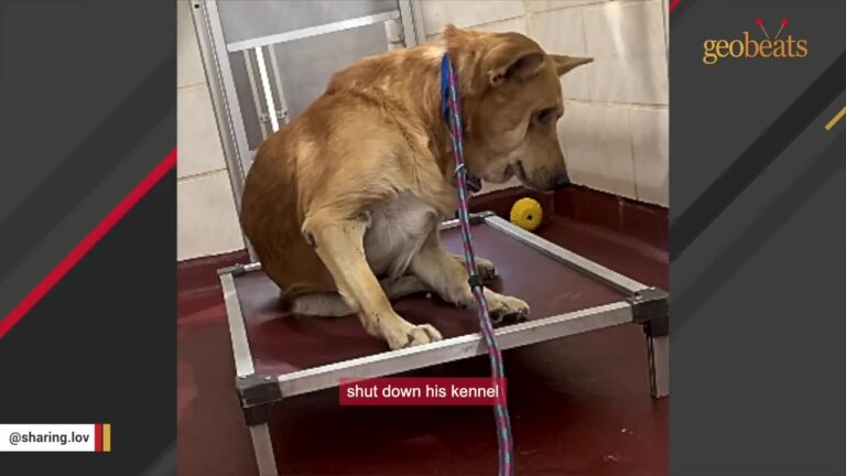 Missouri Family Hears About A Surrendered Dog Frozen In His Shelter Kennel And Gets In The Car