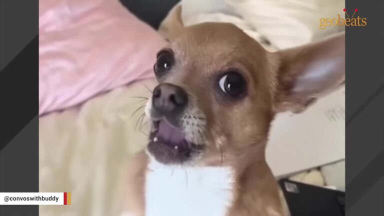 Arizona Dog Was Surrendered For Being “Too Chatty,” But His Strange Little Conversations Tell Another Story