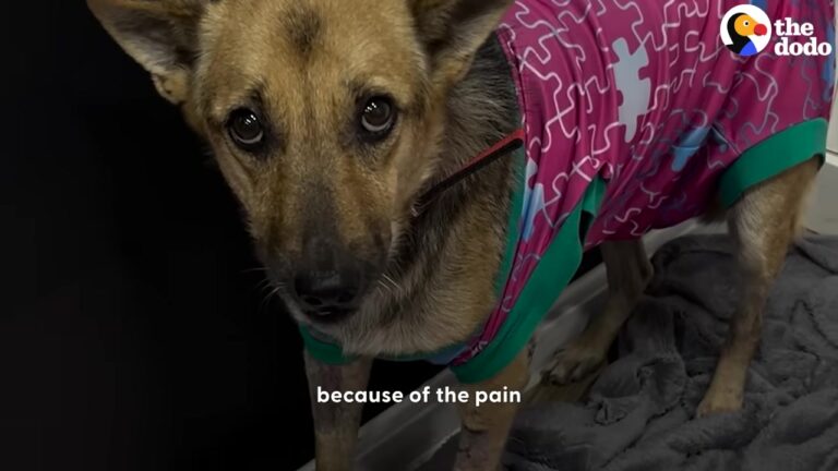 Terrified Texas Dog Kept Running From Humans Until Her Rescuer Tried Something Unexpected