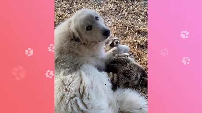 Kentucky Raccoon Struggled To Walk On His Own, Until A Patient Dog Changed His Life Forever
