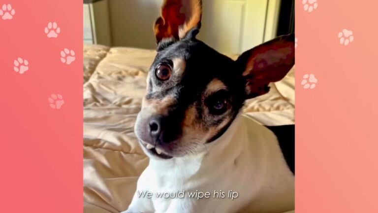 Texas Dog Nobody Wanted Has A Unique Smile, And A Wild Little Brother Brings Out A Side No One Expected