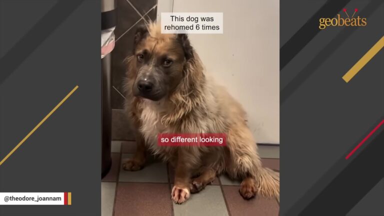Missouri Woman Asks Which Dog Has Been Waiting Longest And Meets One Rehomed Six Times