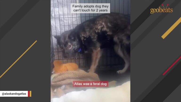 Alaska Family Watched Their Terrified Dog Hide For Months Until One Unexpected Guest Arrived