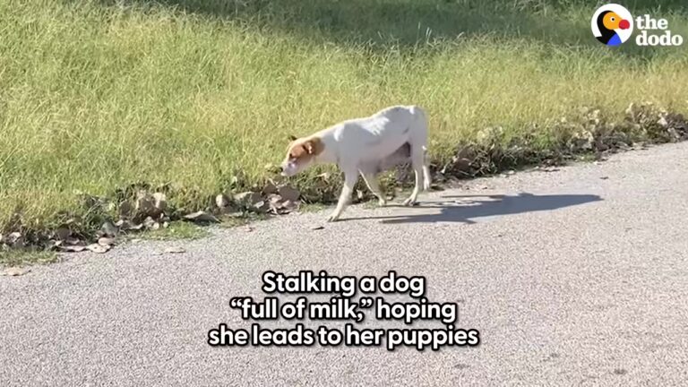Missouri Rescuer Follows A Nursing Stray To An Abandoned House And Makes A Heartwarming Discovery In The Basement