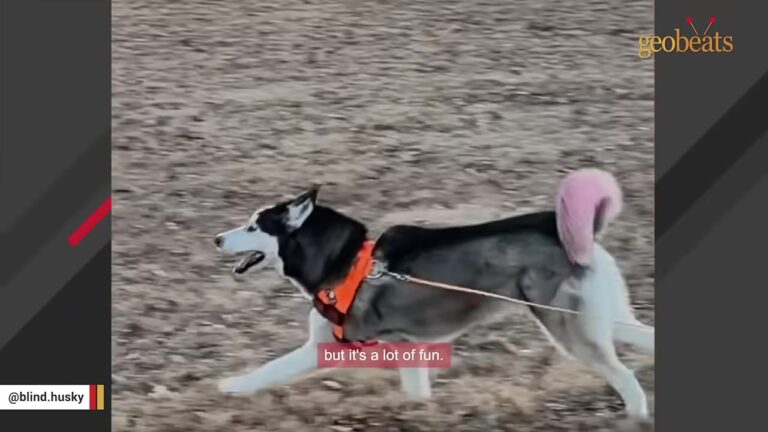 Illinois Woman Says Her Blind Husky Has “Google Maps In Her Head” For One Remarkable Reason