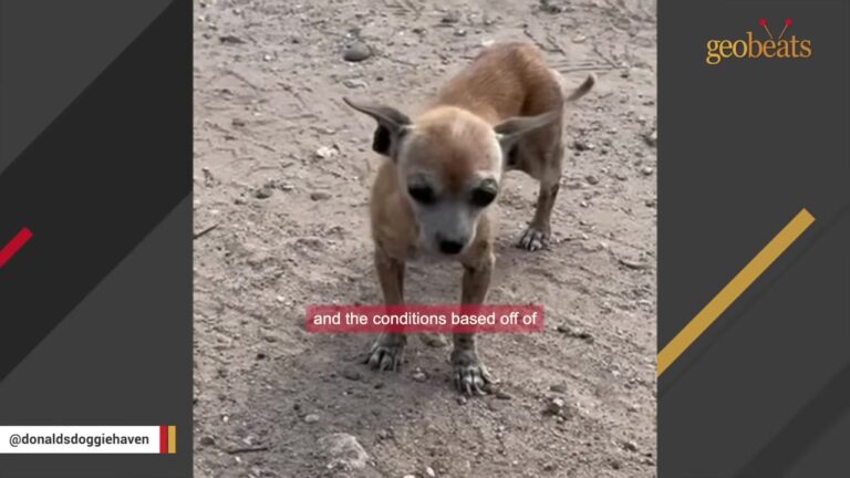 Texas Woman Finds A Frail Chihuahua After A Wrong Turn, But The Biggest Surprise Comes Weeks Later