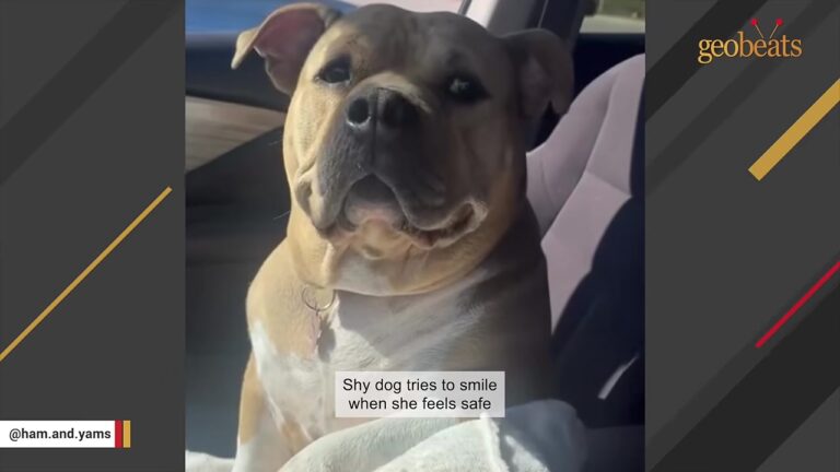 Missouri Dog Was Found Without Her Puppies, And One Tiny Detail Showed Just How Shut Down She Was