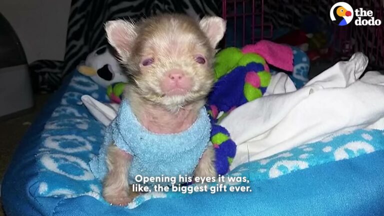 California Puppy Arrived Covered In Ticks At Three Days Old, But A Rare Diagnosis Couldn’t Stop His Spirit