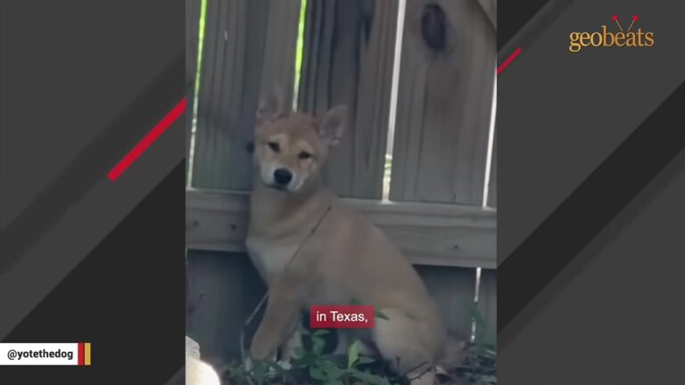 Frightened Dog Keeps Returning To A Texas Backyard Until One Vet Visit Turns Their Assumption Upside Down