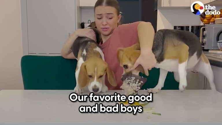 California Dogs Show Off Their Opposing Routines And Leave Viewers Smiling At Their Unbreakable Bonds