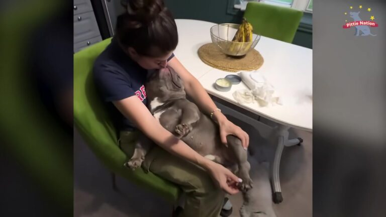 Overweight Texas Dog Spent His Life In A Crate, Then One Quiet Moment Changed Everything