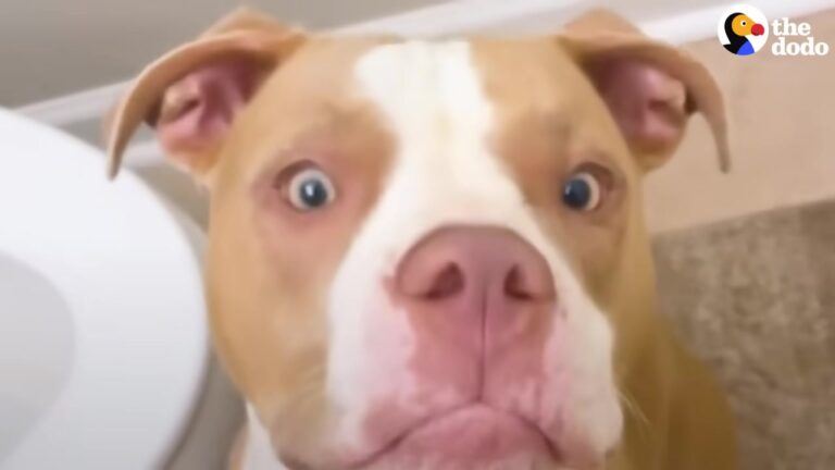 Demanding California Pup Insisted On Her Morning Makeup Until Her Mom Discovered Her Messy Secret