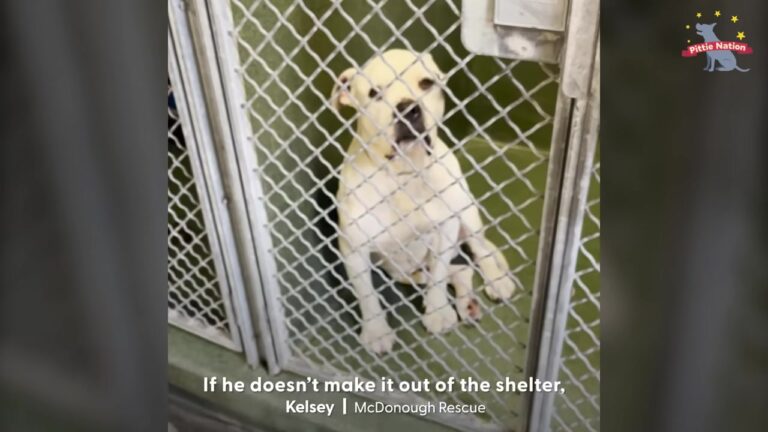 Nervous Shelter California Dog Stayed Hidden Behind The Kennel Fence Before A Volunteer Discovered A Way To Reach Him