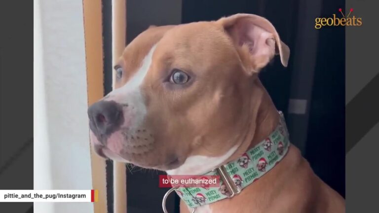 Illinois Dog Spent Four Months Fading In A Shelter Until His Final Hour Suddenly Took A Turn