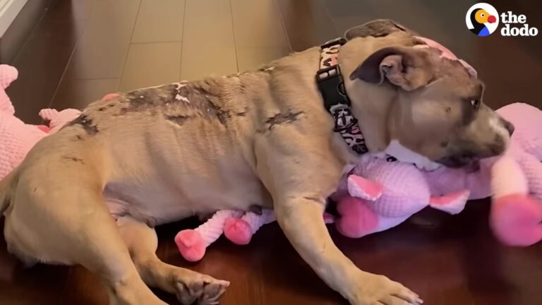 Texas Dog Survived A Devastating House Fire, But One Special Toy Finally Brought Her True Joy