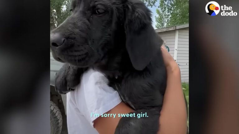 Frail Texas Puppy Could Barely Stand, Then Rescuers Realized Something Was Seriously Wrong