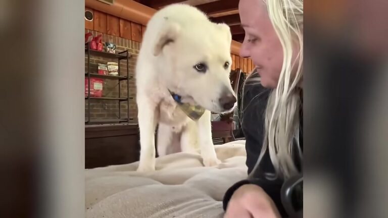 Georgia Rescuer Brought Home A Seventy-Pound Dog Who Just Stood There Frozen In Fear