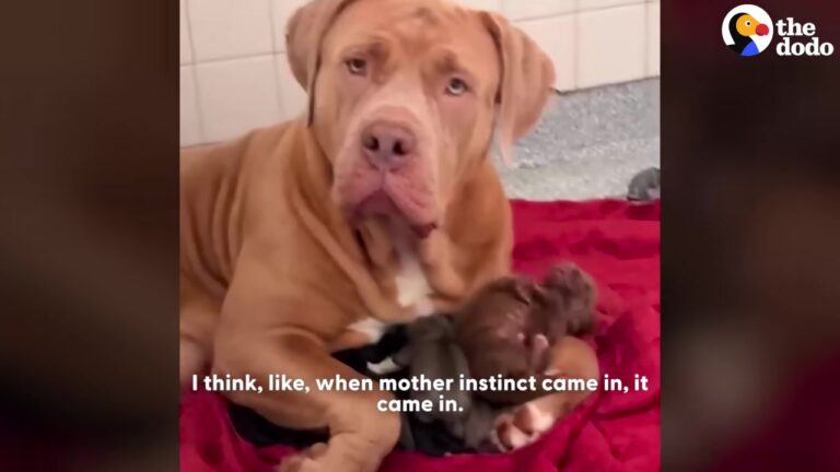 Texas Dog Gives Birth To A Single Puppy, But Her Motherly Instinct Leads To A Beautiful Surprise