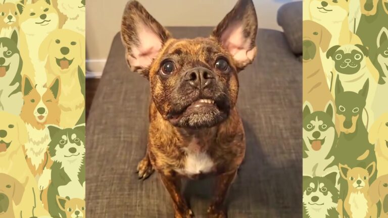 Anxious Pennsylvania Dog Was Afraid Of The World, And His Family Made An Unusual Choice For Him