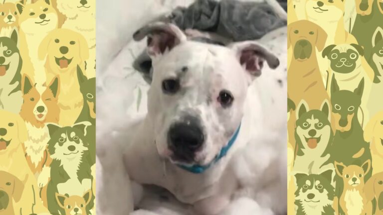 Texas Puppy Struggled To Stand On His Front Legs Before Something No One Expected Happened