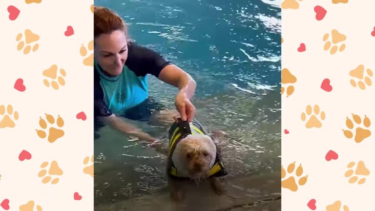 Sorrowful California Dog Spent A Month In A Shelter With No Use Of His Back Legs, But His Story Took An Unexpected Turn