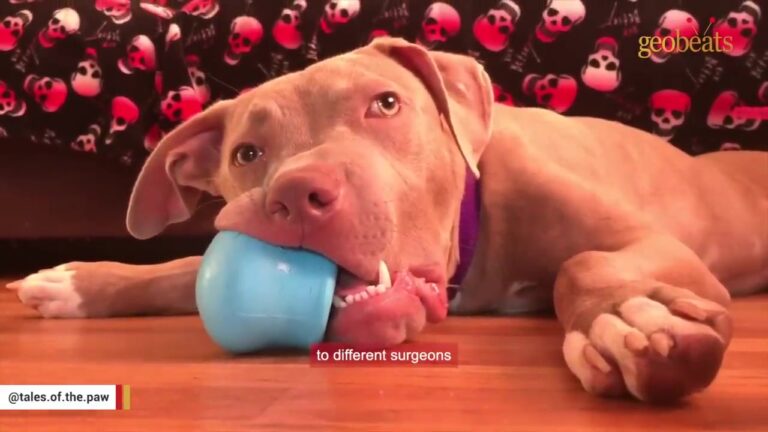 California Dog Couldn’t Breathe Through His Nose, So He Invented His Own Heartbreaking Solution