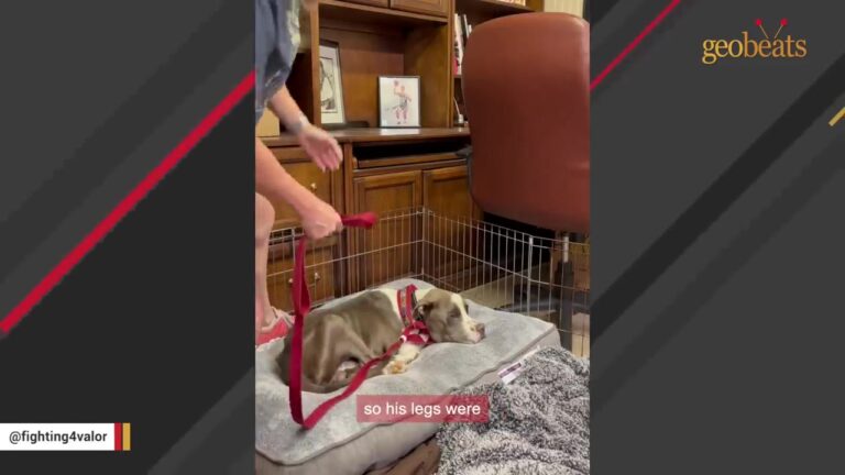 Arizona Dog Found Wandering The Desert Weighed Just 38 Pounds And Was Afraid To Go Back Outside