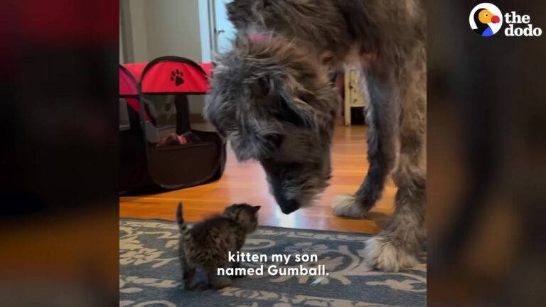 California Dog Was Never Meant To Be A Support Animal, But Her Reaction To A Tiny Kitten Changed Everything