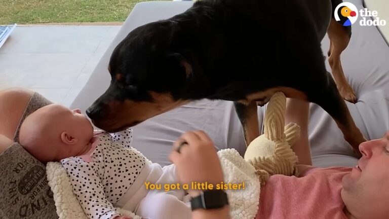 Curious Texas Dog Kept Watching The Baby As Her New Little Sister Began Exploring The House