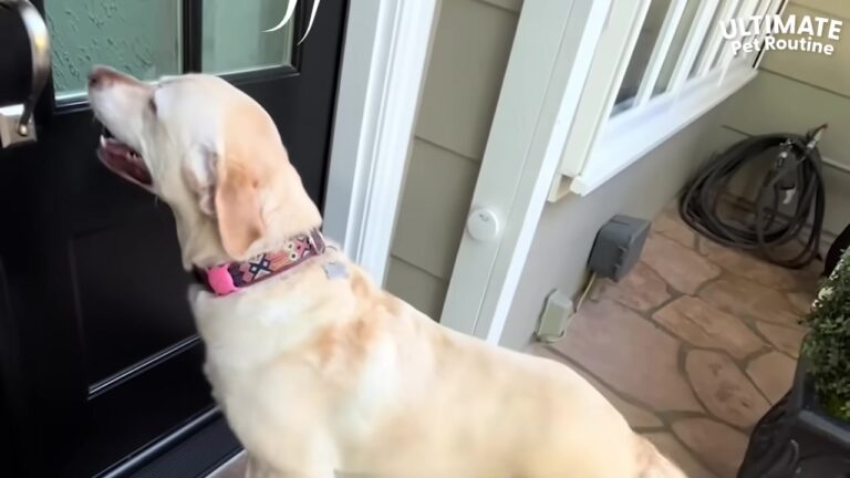 California Dog Boops Her Neighbor’s Doorbell Every Day For A Very Special Reason