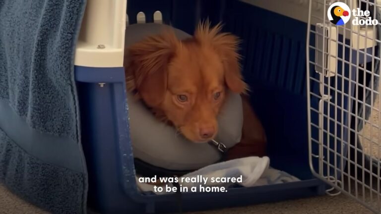 Lonely New York Dog Couldn’t Understand His New Home And Howled For Hours