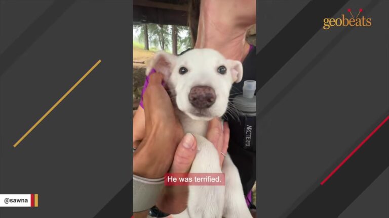 Tiny Eight-Pound Puppy Found In Trash Bag Leaves Colorado Runner With One Big Question
