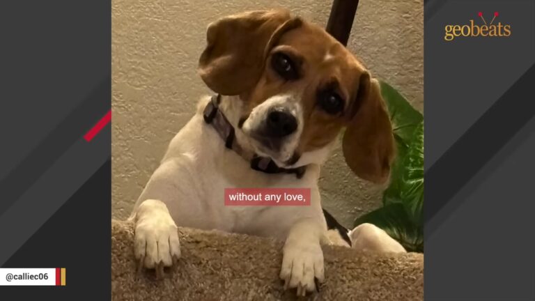 California Beagle Knew Only A Cold Lab Kennel Before One Strange Trigger Revealed How Afraid She Was
