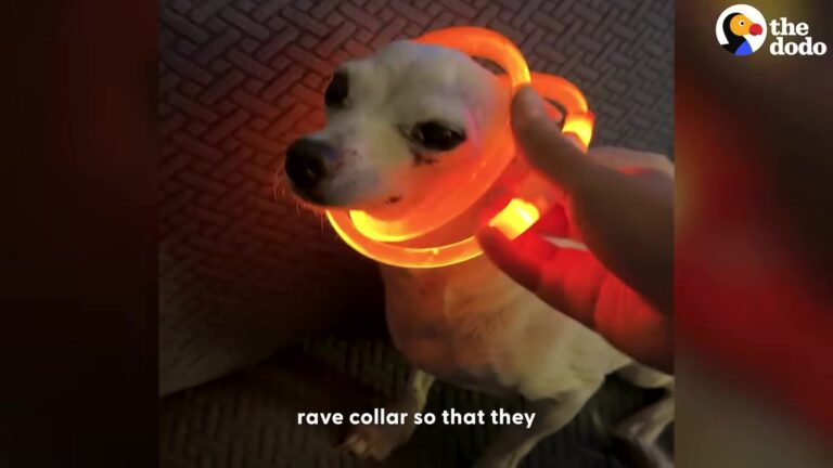 Weary 13-Year-Old Texas Dog Gets A Quiet Place To Rest, Then Something Unexpected Lights Up His Night