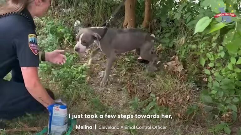 Forgotten Ohio Dog Was Hidden Beside A Busy Road, But One Rescuer Decided To Take A Closer Look