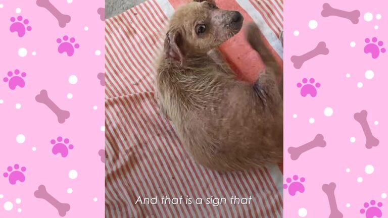 Terrified Puppy Was Left Among Dumping Ground Debris, Barking And Screaming At Anyone Who Came Near