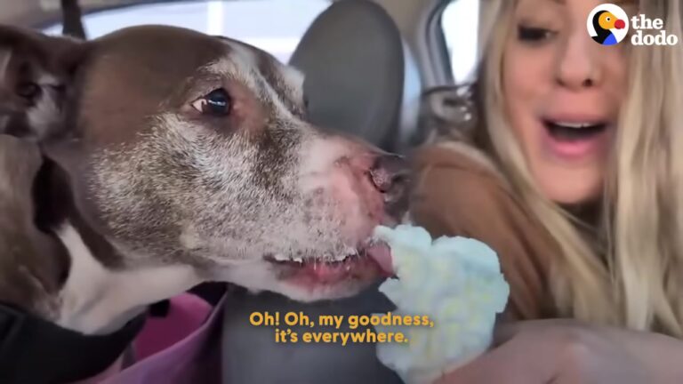 Ohio Dog Facing Chemo Gets A Bucket List That Proves Every Moment Counts