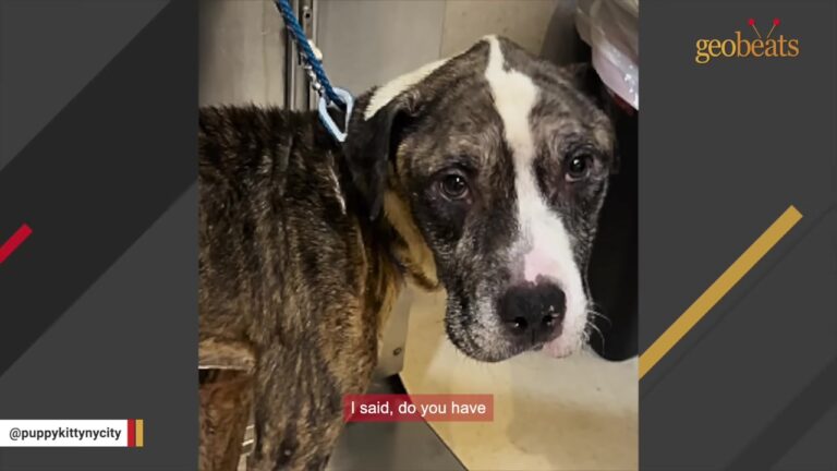 Microchip Gives New York Rescuers Hope For This Frail Dog Until Someone Answers The Phone