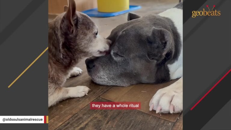Arizona Dog Sleeps Through Her New Friend’s Nightly Kisses, And The Reason Is Incredibly Sweet