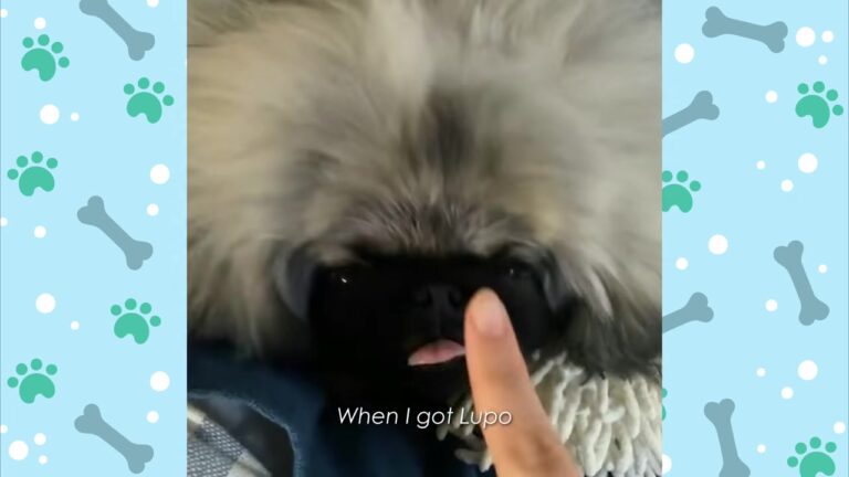 New York Dog Looked Like A Tiny Wombat, But His Hilarious Morning Routine Proves He Is Truly One Of A Kind
