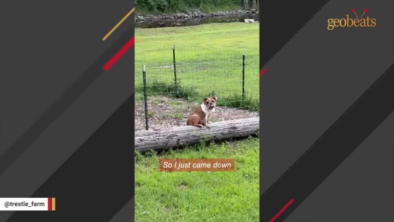 New York Woman Finds A Stray Dog By Her Goat Fence, But A Microchip Scan Only Deepens The Mystery