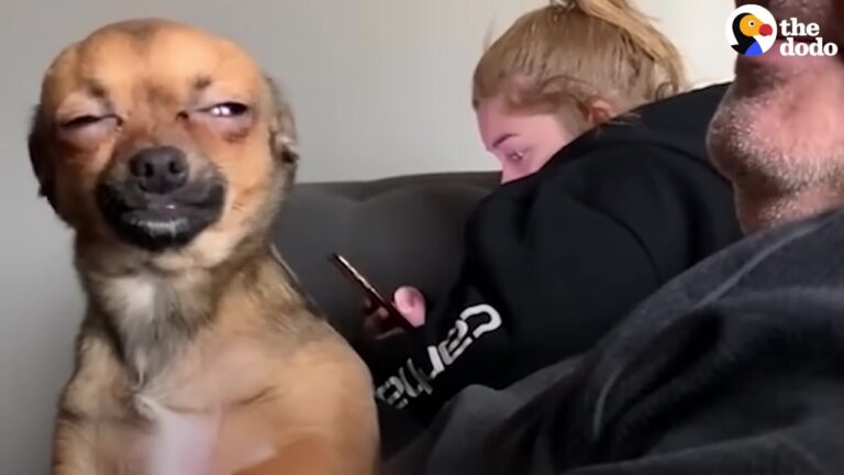 California Chihuahua Uses A Dramatic Morning Routine To Stop His Mom From Leaving, Leading To A Perfect Day Together