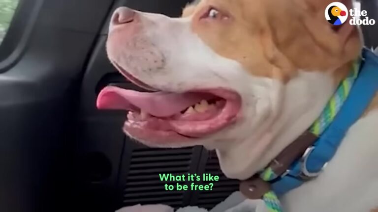 New York Dog Was Paralyzed By Fear At The Shelter Until A Special Freedom Ride Changed Her Life