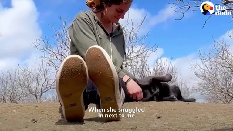 Texas Dog Follows A Stranger’s Car And Makes A Sweet Gesture That Changes Her Life
