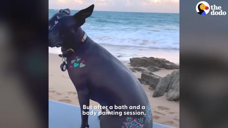 California Dog Gets Strange Looks For Being Hairless Until Her Mom Tries A Brilliant Idea