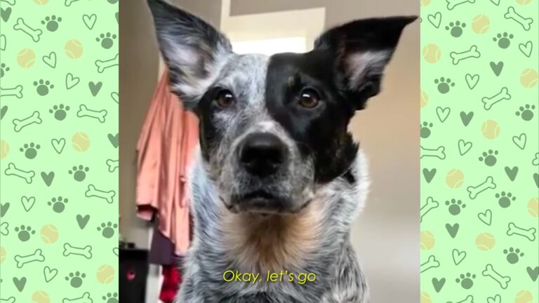 Washington Dog Was Once Terrified Of Everything Until A Simple Game Changed Her World