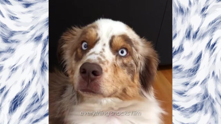 California Owner Reached A Breaking Point With Their Anxious Dog Until One Quiet Moment Changed Everything